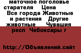 маточное поголовье старателя  › Цена ­ 2 300 - Все города Животные и растения » Другие животные   . Чувашия респ.,Чебоксары г.